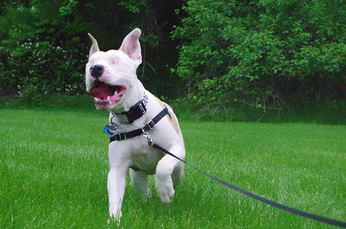 blind-pit-bull-bear-katie-frame-30