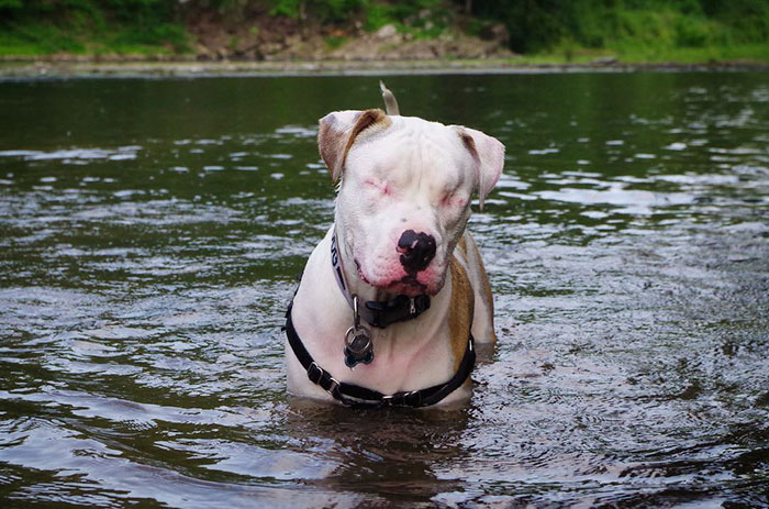 blind-pit-bull-bear-katie-frame-36