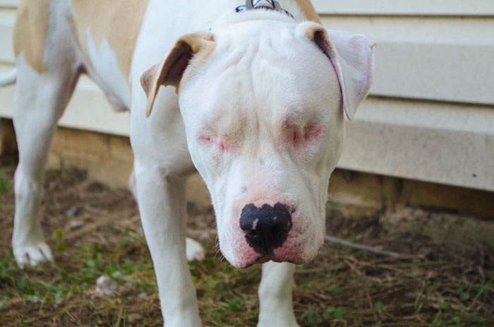 blind-pit-bull-bear-katie-frame-44