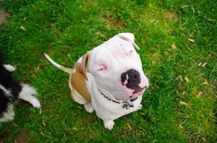 blind-pit-bull-bear-katie-frame-48