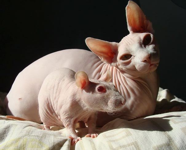 Brother From Another Mother