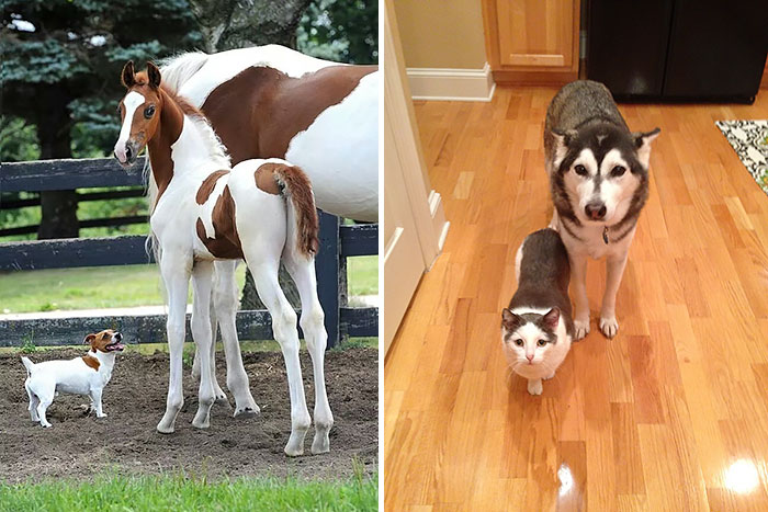 64 Animal Brothers From Other Mothers