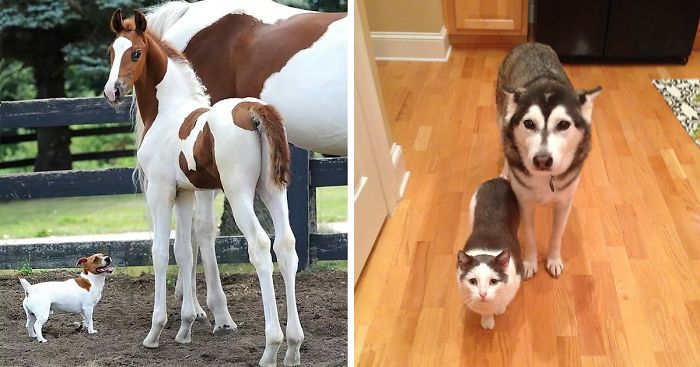 64 Animal Brothers From Other Mothers