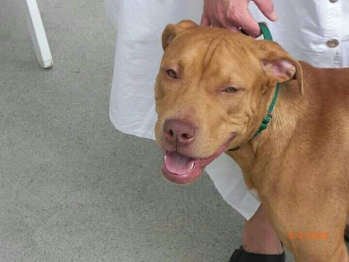 Day Of Adoption, 6 Years Ago. No Even Being 20lbs Underweight Could Keep That Smile Away.