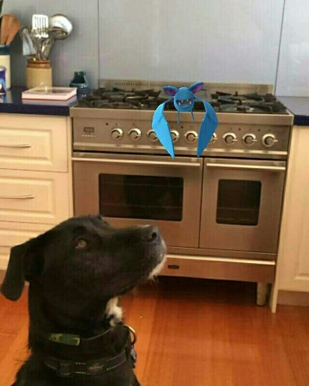 Dog looking at a virtual Pokémon on a kitchen stove, illustrating pets noticing Pokémon Go creatures.