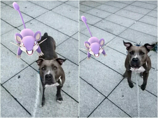 Battle With Rattata