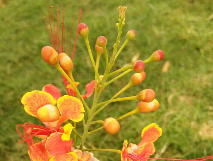 This Pick Shot By Vivo V3