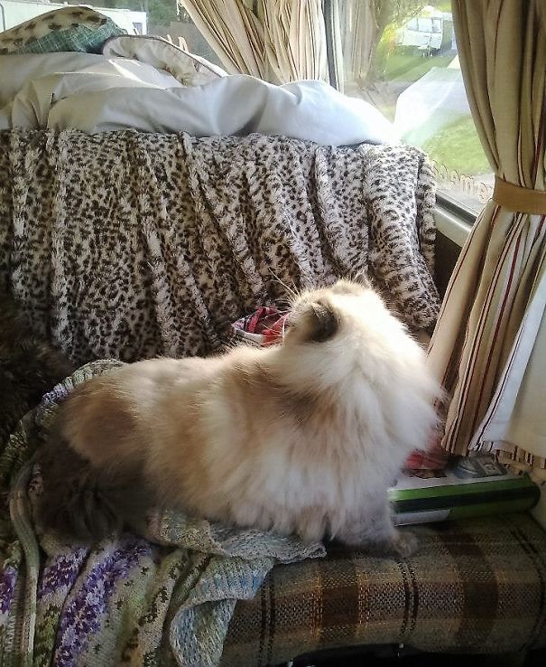 What Camping With Cats Really Looks Like....