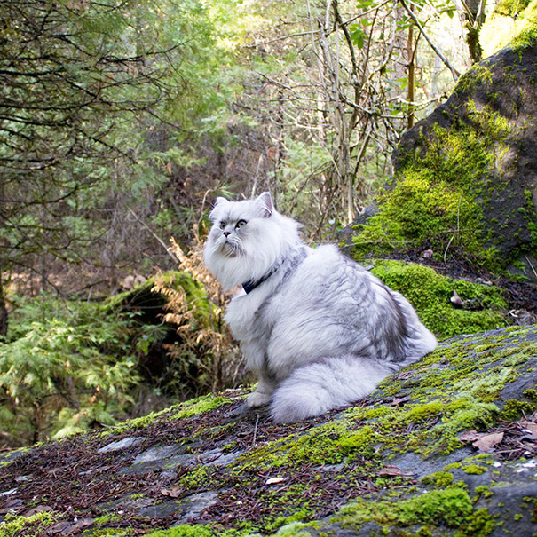Meet Gandalf The Traveling Cat