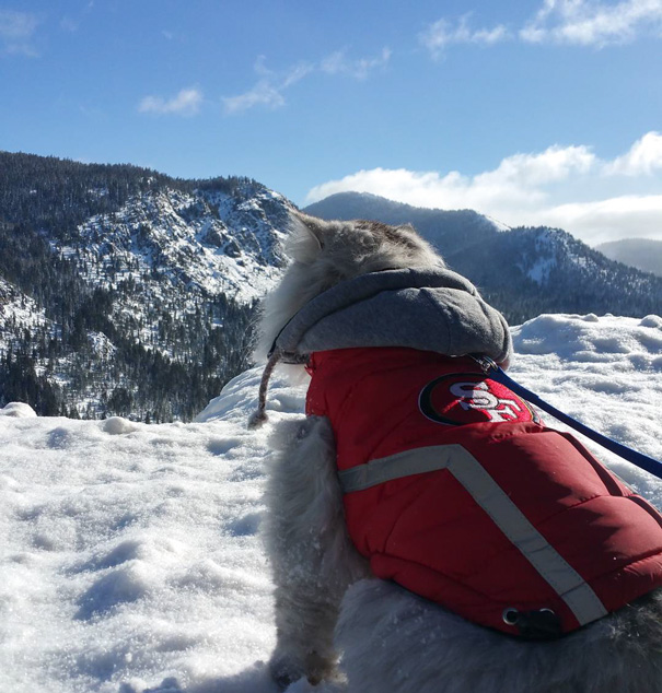 Good Morning From The Meowtains