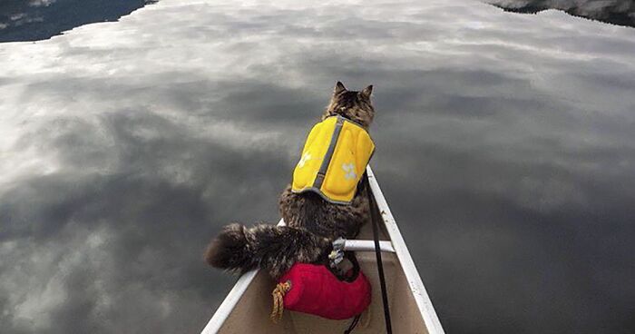 “Camping With Cats” Instagram Will Inspire You To Go Hiking With Your Cat