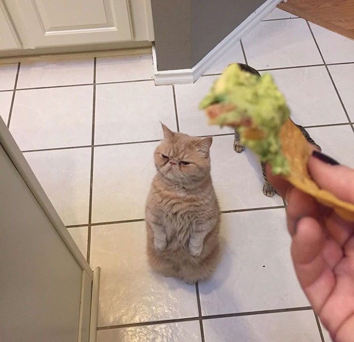 cat-standing-on-2-legs-george-1 cat-standing-on-2-legs-george-1