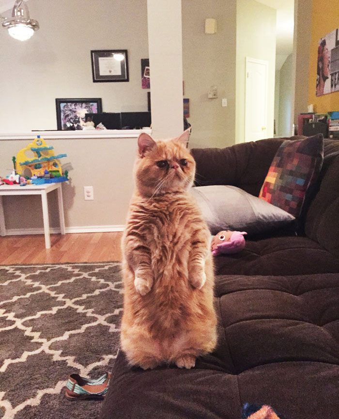 cat-standing-on-2-legs-george-13 cat-standing-on-2-legs-george-13