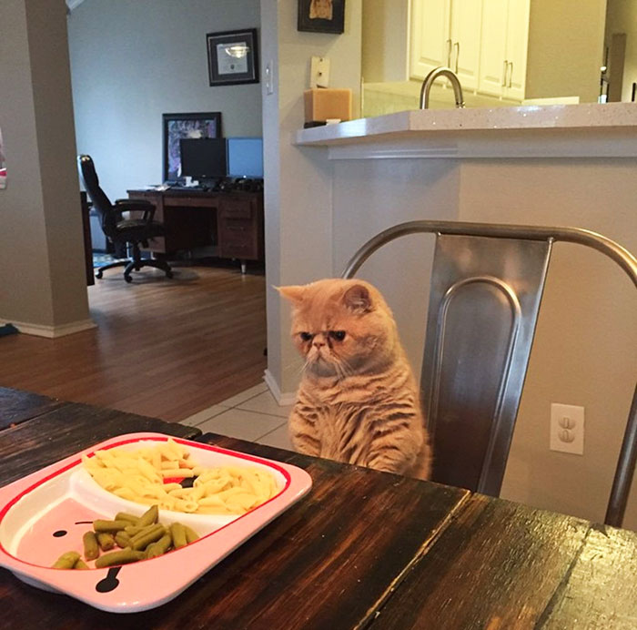 cat-standing-on-2-legs-george-2 cat-standing-on-2-legs-george-2