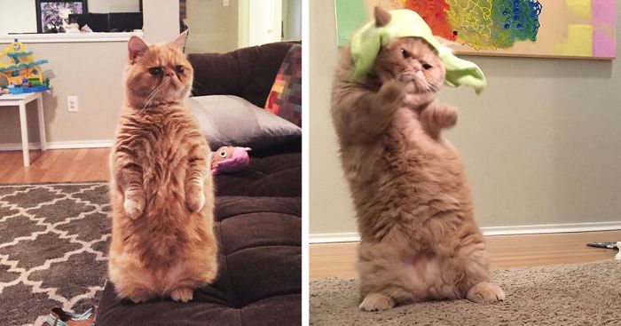 Meet Human-Cat Who Keeps Standing On 2 Legs And Judging His Owners