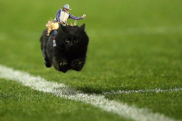 Get Along, Little Kitty!