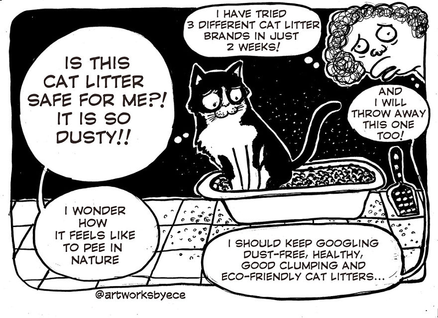Why I Felt Guilty After I Adopted Cosmos (my Cat) Why I Felt Guilty After I Adopted Cosmos (my Cat)