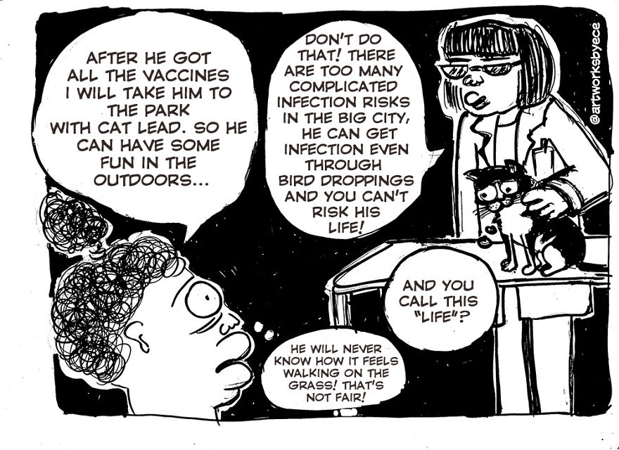 Why I Felt Guilty After I Adopted Cosmos (my Cat)