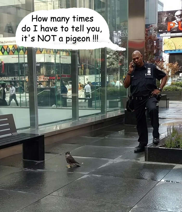 Not A Pigeon