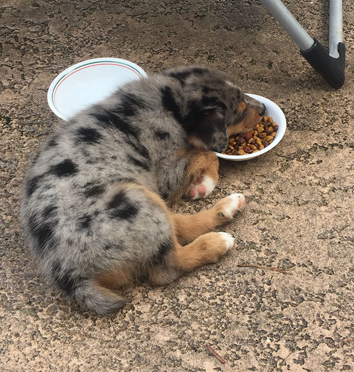 couple-gets-dog-instead-of-baby-australian-shepard-asher-dorien- bryant-2 couple-gets-dog-instead-of-baby-australian-shepard-asher-dorien- bryant-2