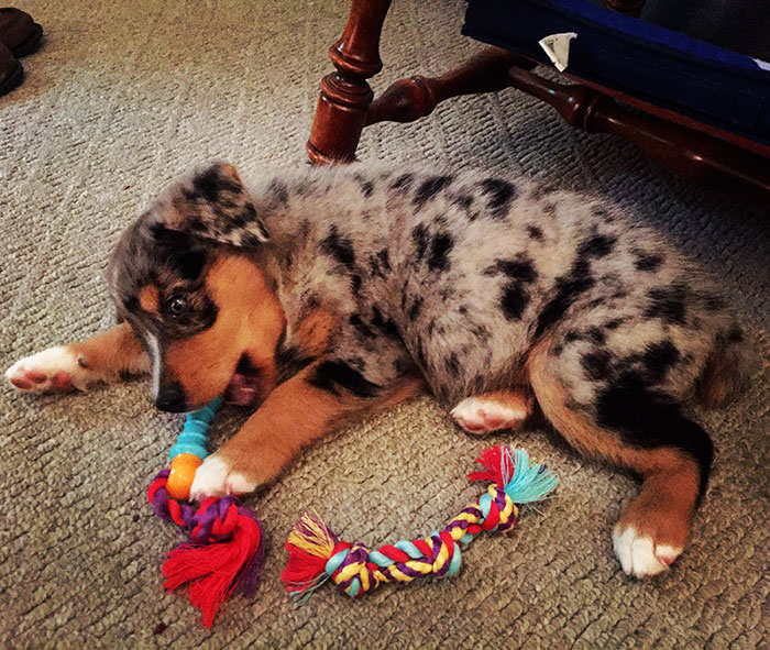 couple-gets-dog-instead-of-baby-australian-shepard-asher-dorien- bryant-3