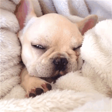 cute-bulldog-smiling-sleeping-dog-narcoleptic-frenchiebutt-millo-01 cute-bulldog-smiling-sleeping-dog-narcoleptic-frenchiebutt-millo-01