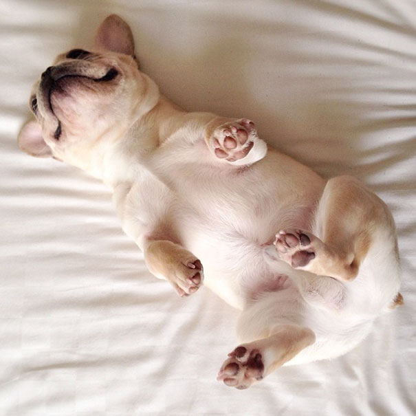 cute-bulldog-smiling-sleeping-dog-narcoleptic-frenchiebutt-millo-1 cute-bulldog-smiling-sleeping-dog-narcoleptic-frenchiebutt-millo-1