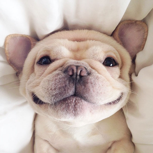 cute-bulldog-smiling-sleeping-dog-narcoleptic-frenchiebutt-millo-2 cute-bulldog-smiling-sleeping-dog-narcoleptic-frenchiebutt-millo-2