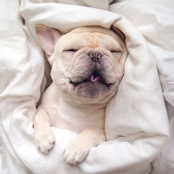 cute-bulldog-smiling-sleeping-dog-narcoleptic-frenchiebutt-millo-23 cute-bulldog-smiling-sleeping-dog-narcoleptic-frenchiebutt-millo-23