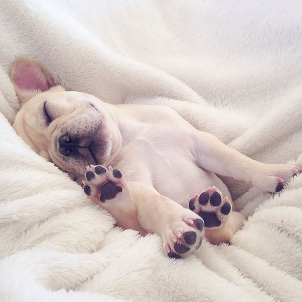 cute-bulldog-smiling-sleeping-dog-narcoleptic-frenchiebutt-millo-24 cute-bulldog-smiling-sleeping-dog-narcoleptic-frenchiebutt-millo-24
