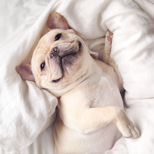cute-bulldog-smiling-sleeping-dog-narcoleptic-frenchiebutt-millo-26 cute-bulldog-smiling-sleeping-dog-narcoleptic-frenchiebutt-millo-26