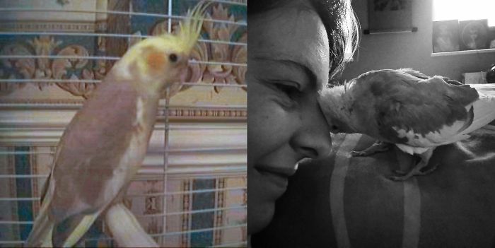 Our Girl Stiny As A Chick And The Last Photo I Ever Took Of Her A Few Days Before She Passed.