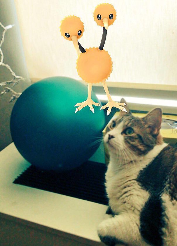 Cat looking at a Doduo from Pokèmon Go beside a blue orb.