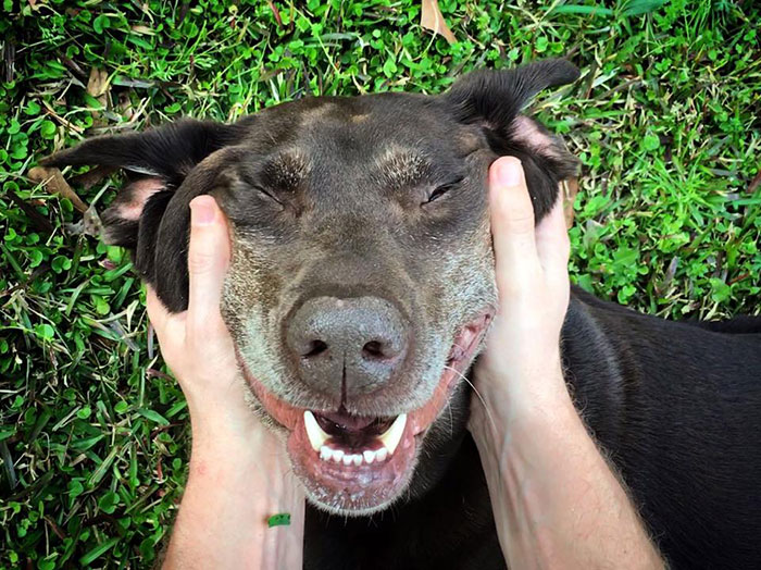 dog-cancer-road-trip-bella-robert-kugler-1 dog-cancer-road-trip-bella-robert-kugler-1