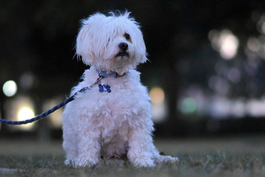 dog-contract-reluctant-dad-1 dog-contract-reluctant-dad-1