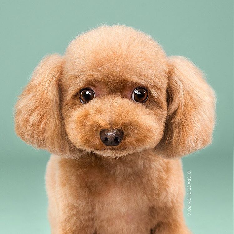 dog-grooming-photography-1