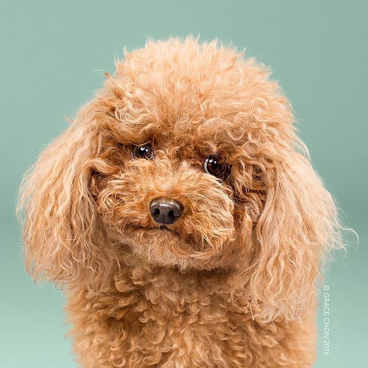dog-grooming-photography-2 dog-grooming-photography-2