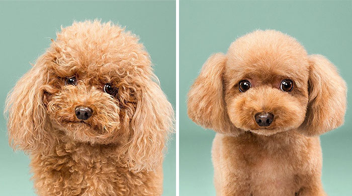 Dogs Before And After Their Haircuts (16 Pics)