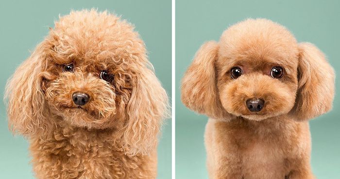 Dogs Before And After Their Haircuts (16 Pics)