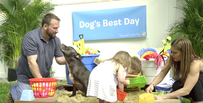 dog-pitbull-rescued-fighting-ring-loves-kittens-cherry-garcia-2