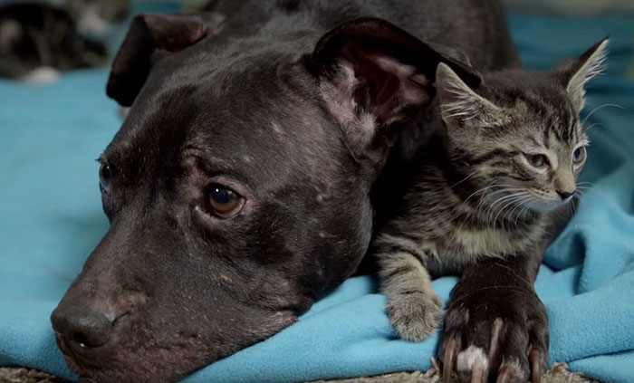 dog-pitbull-rescued-fighting-ring-loves-kittens-cherry-garcia-3 dog-pitbull-rescued-fighting-ring-loves-kittens-cherry-garcia-3