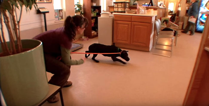 dog-pitbull-rescued-fighting-ring-loves-kittens-cherry-garcia-6 dog-pitbull-rescued-fighting-ring-loves-kittens-cherry-garcia-6