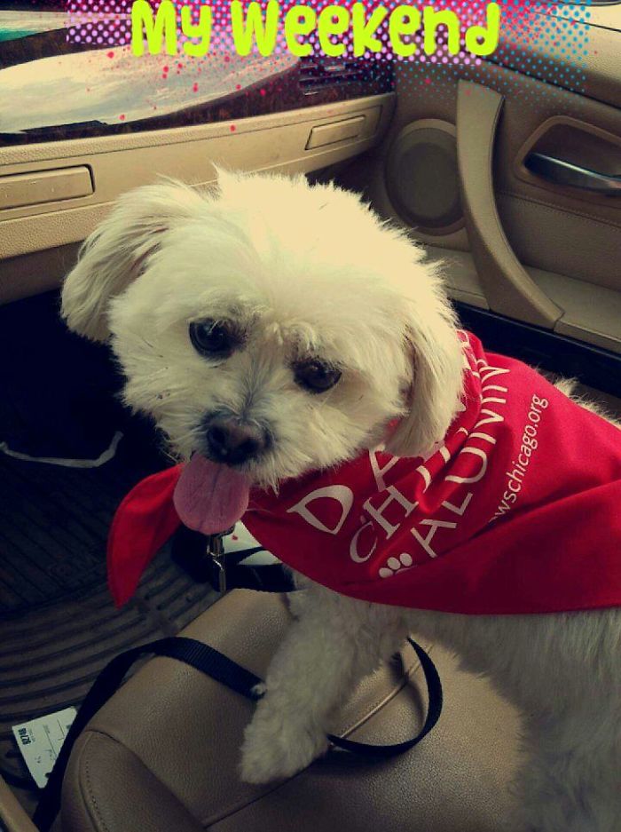 Max On His Way Home From Paws Chicago