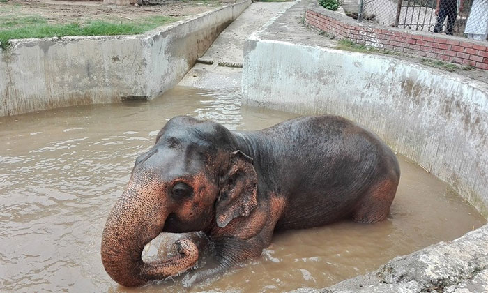elephant-free-30-years-alone-murghazar-zoo-kaavan-3