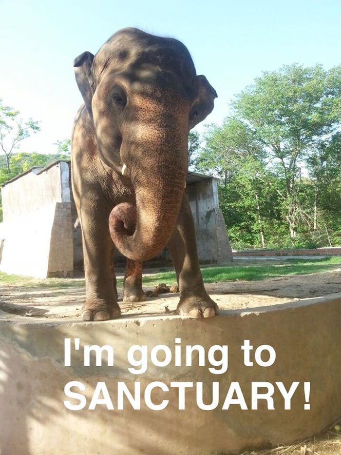 elephant-free-30-years-alone-murghazar-zoo-kaavan-4