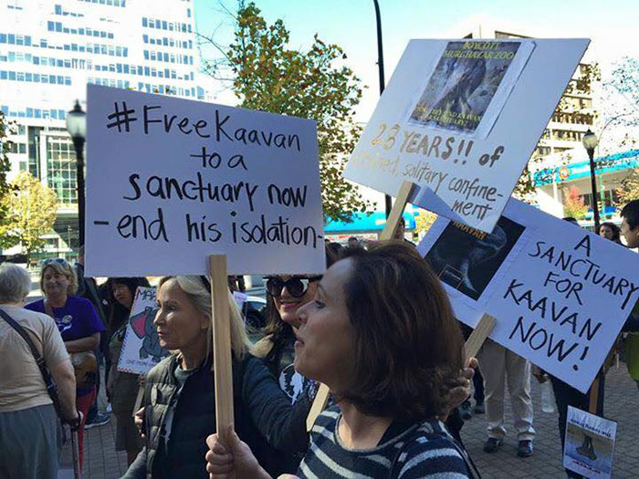 elephant-free-30-years-alone-murghazar-zoo-kaavan-9