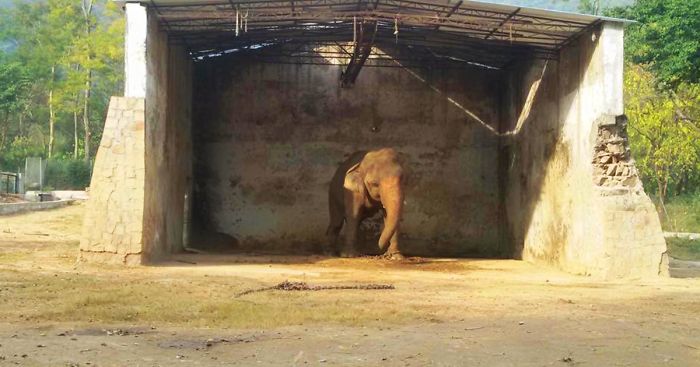 Elephant Kept In Chains For 28 Years Will Finally Be Freed From Pakistan Zoo