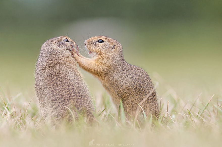 Photographer Captures The Fun Side Of Ground Squirrels
