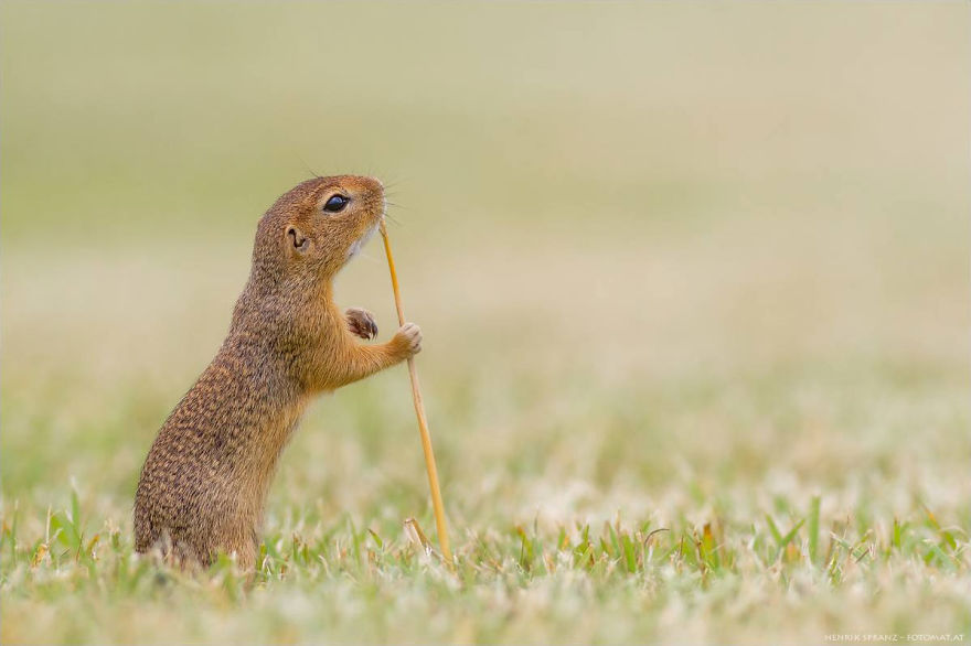 Photographer Captures The Fun Side Of Ground Squirrels