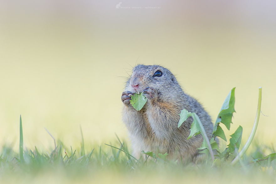 Photographer Captures The Fun Side Of Ground Squirrels